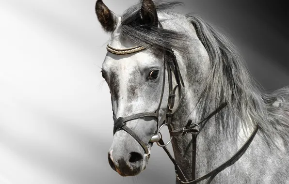 Picture white, Horse, grey