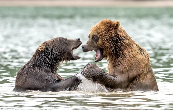 Squirt, bears, in the water
