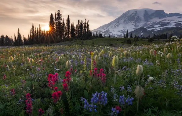 Trees, sunset, flowers, mountain, meadow, Washington, Washington, Mount Rainier