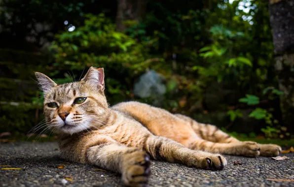 Stay, cat, lies