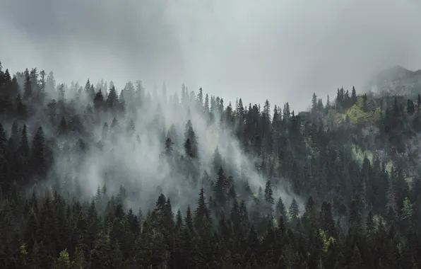 Forest, the sky, trees, nature, fog