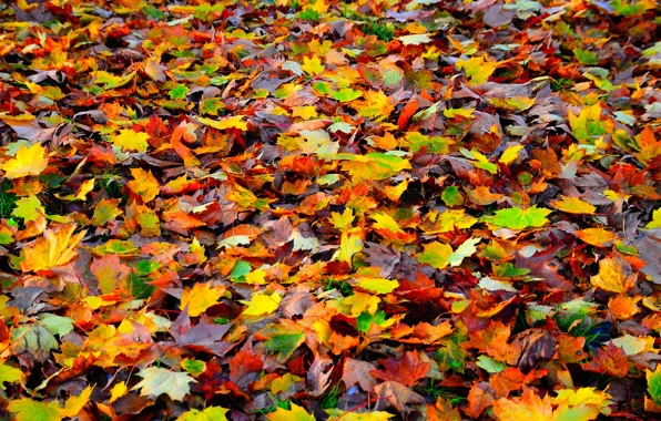 Autumn, leaves, nature, carpet