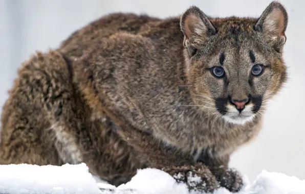 Look, predator, baby, Puma, mountain lion