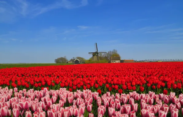 Field, the sky, trees, flowers, blue, spring, contrast, mill