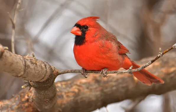 Branches, tree, bird, bokeh, cardinal, red cardinal