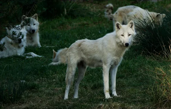 White, look, nature, wolf, wolves, white