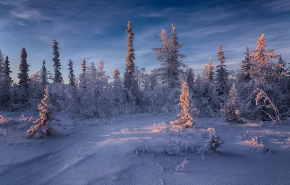 Winter, frost, forest, the sky, light, snow, trees, landscape