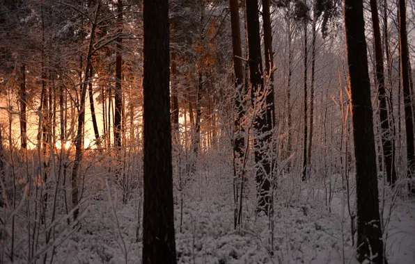 Winter, frost, forest, snow, trees, sunset