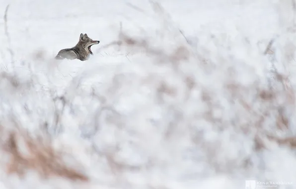 Picture snow, Bush, wolf, valley, yawns, photographer, Kenji Yamamura