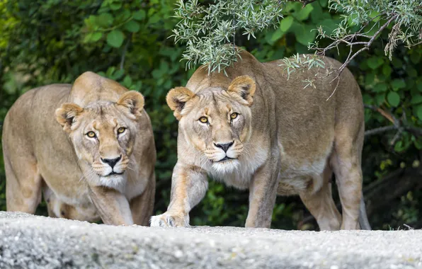 Picture look, cats, branch, pair, lioness, ©Tambako The Jaguar