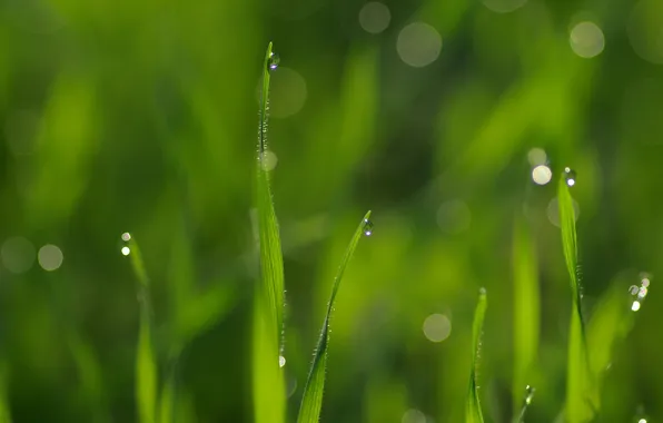 Grass, drops, macro, Rosa, glare