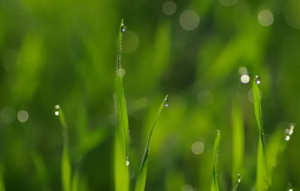 Picture grass, drops, macro, Rosa, glare