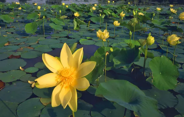 Leaves, pond, Lily, yellow