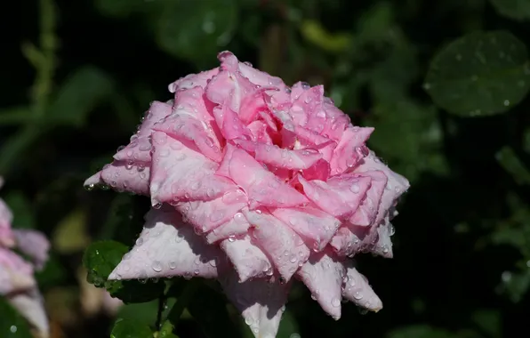 Picture leaves, drops, pink, rose, branch, petals, buds, flowering