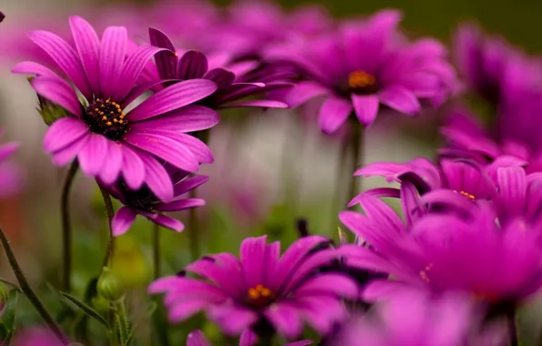 Picture flowers, mood, beautiful