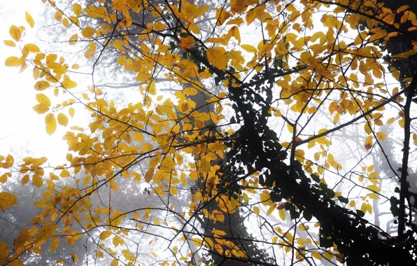 Autumn, leaves, tree