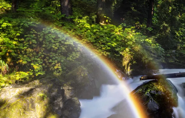 Forest, light, rainbow, the bushes, pond