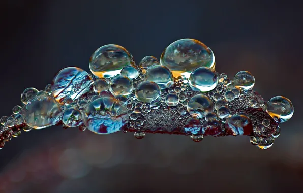 Picture leaves, drops, nature, Rosa