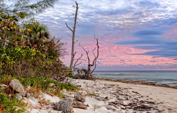 Sand, sea, clouds, trees, palm trees, coast, dry