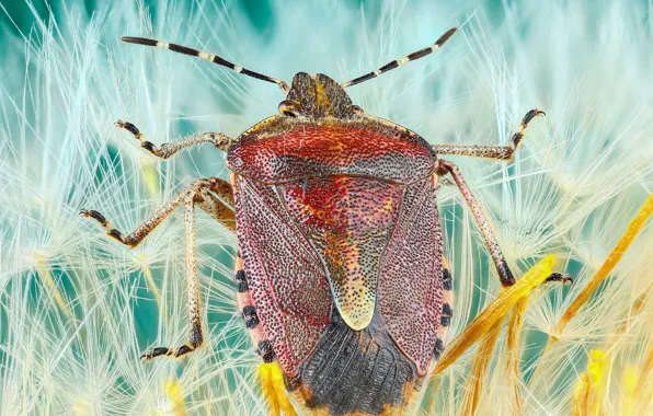 Macro, background, dandelion, beetle, fluff, insect, the parachutes, colorful