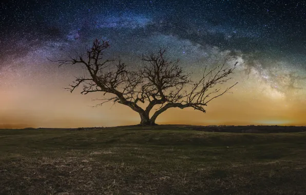 Picture the sky, stars, night, tree, the milky way