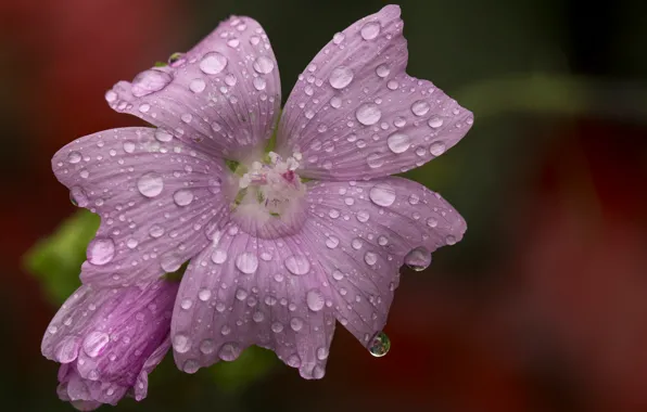 Picture Macro, Drops, Macro, Drops, Pink flower, Pink flower