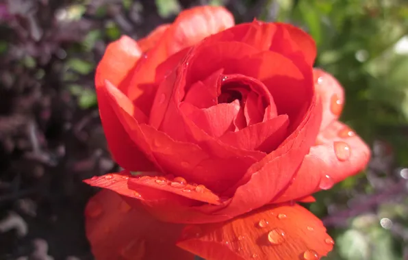 Picture Drops, Red rose, Drops, Red rose