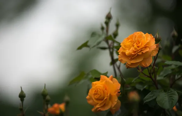 Roses, orange, buds, bokeh
