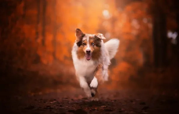 Background, each, dog