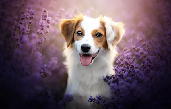 Picture language, look, face, flowers, dog, lavender, bokeh