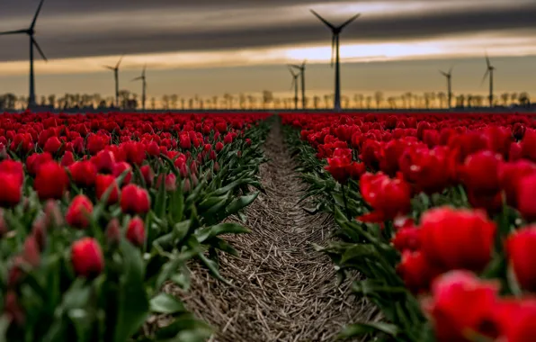 Flowers, spring, tulips, red, windmills, path, bokeh, plantation