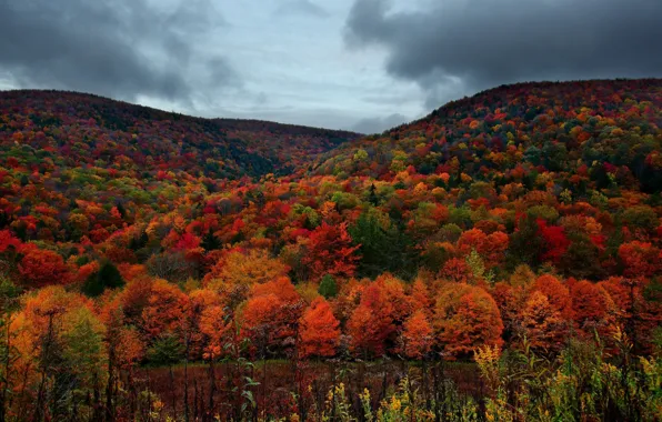 Nature, landscapes, tree