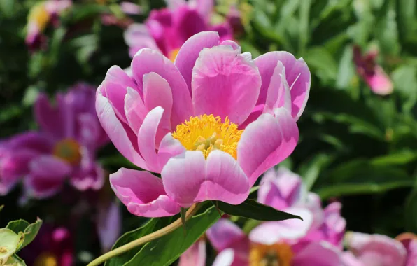 Flower, macro, pink, bokeh, peony