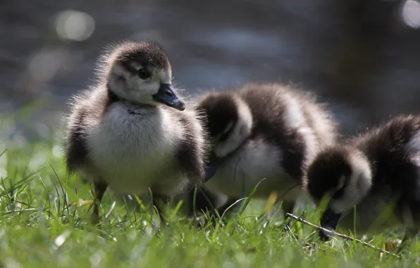 Nature, weed, kids, ducklings