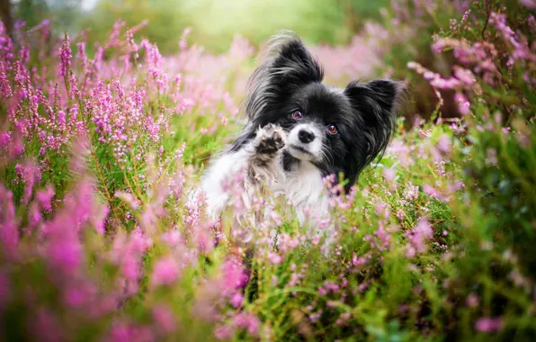Summer, look, face, flowers, nature, thickets, portrait, dog