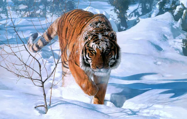 Winter, forest, look, snow, branches, nature, tiger, picture