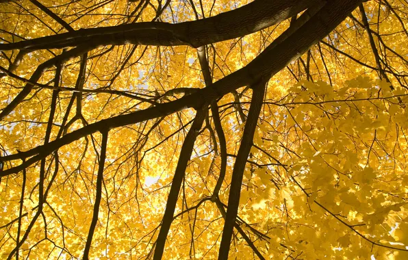 Picture autumn, leaves, branches, nature, tree, foliage, nature, autumn