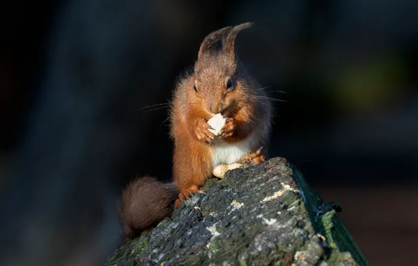 Pose, the dark background, stump, protein, nuts, squirrel, meal