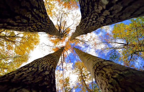 Autumn, the sky, trees, foliage, trunk, view, clearance, Quartet