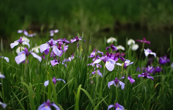 Picture greens, summer, grass, flowers, glade, petals, purple, lilac