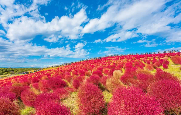 Field, the sky, people, Asia, shrubs, tourists, kohiya