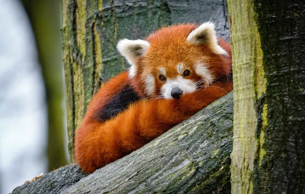 Look, nature, pose, tree, tail, lies, trunk, red Panda