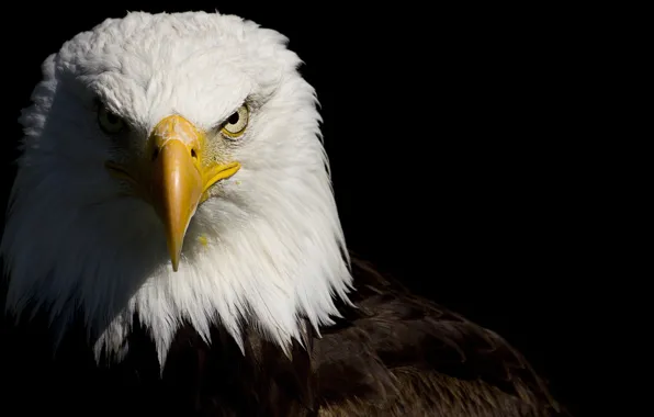 Look, shadow, feathers, eagle, black background