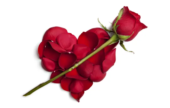 Rose, petals, white background, heart, Burgundy