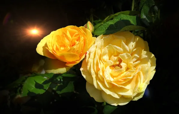 Drops, light, roses, yellow, lantern, black background