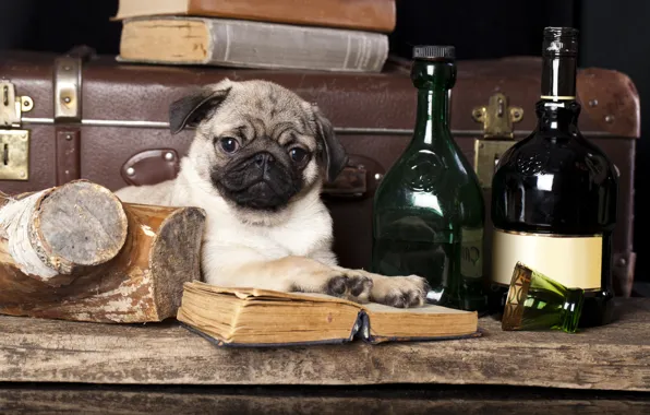 Books, dog, pug, suitcase, bottle