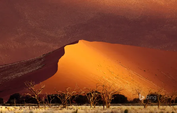 Sand, trees, desert, dunes, Africa, Namibia, Sossusvlei