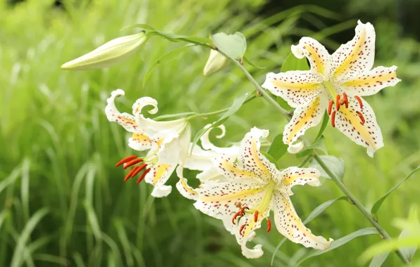 Grass, flowers, Lily, garden, stem, white, trio, buds