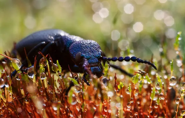 Drops, macro, beetle, plants