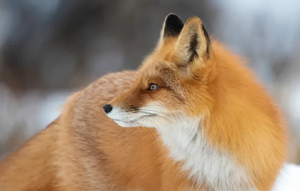 Winter, look, face, snow, pose, portrait, Fox, profile
